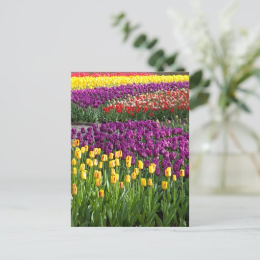 Tulip Field Postkarte (Stehend Vorderseite)