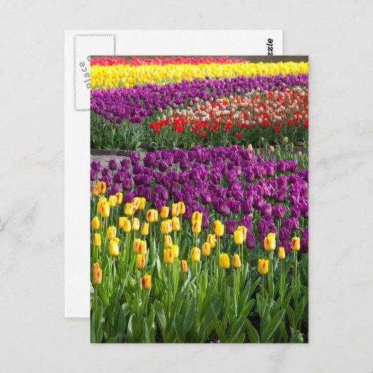 Tulip Field Postkarte (Vorne/Hinten)