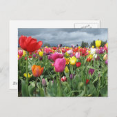 Tulip Field Postkarte (Vorne/Hinten)