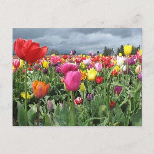 Tulip Field Postkarte (Vorderseite)