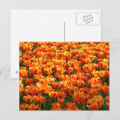 Tulip Field Postkarte (Vorne/Hinten)