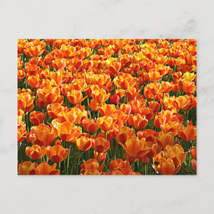 Tulip Field Postkarte
