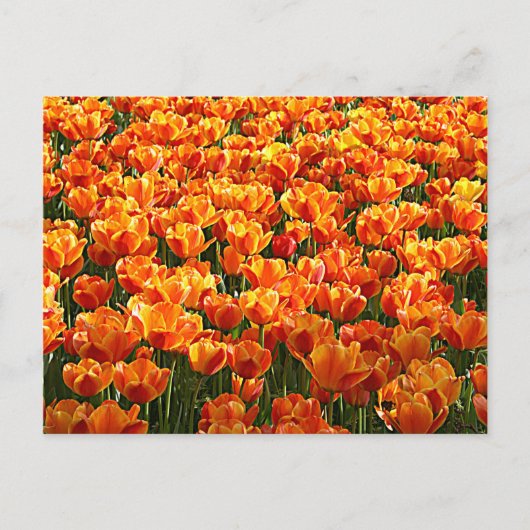 Tulip Field Postkarte (Vorderseite)