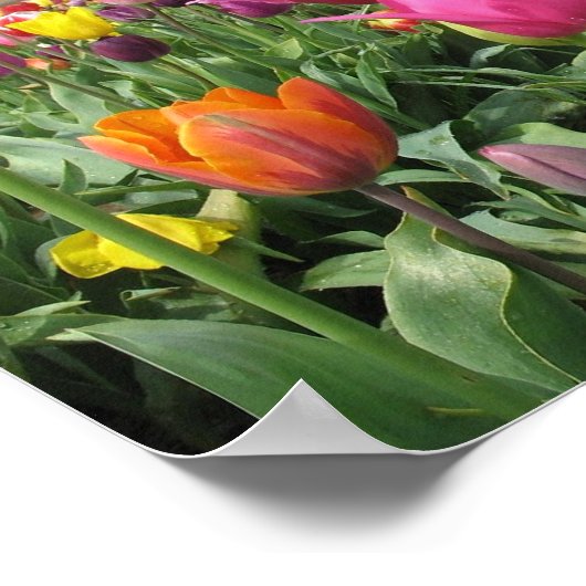 Tulip Field Print Poster (Ecke)