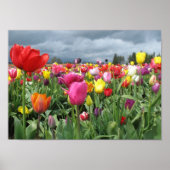 Tulip Field Print Poster (Vorne)