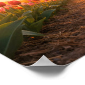 Tulip Field Sunset Holland Landscape Poster (Ecke)
