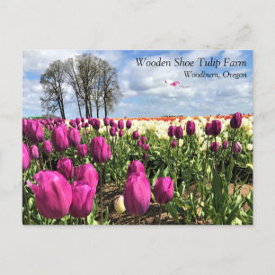 Tulip Field with Kite, Oregon Postcard Postkarte