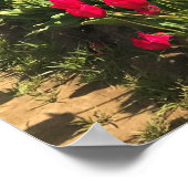 Tulip Field with Kite, Oregon Poster (Ecke)