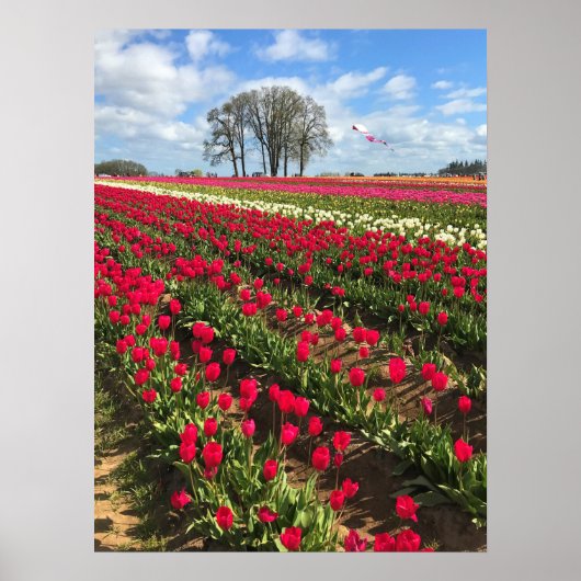 Tulip Field with Kite, Oregon Poster (Vorne)