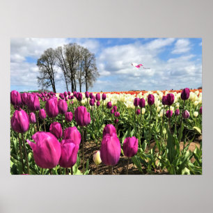 Tulip Field with Kite, Oregon Poster
