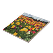 Tulip Field with Old Traktor, Oregon Fliese (Seite)