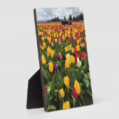 Tulip Field with Old Traktor, Oregon Fotoplatte (Seite)
