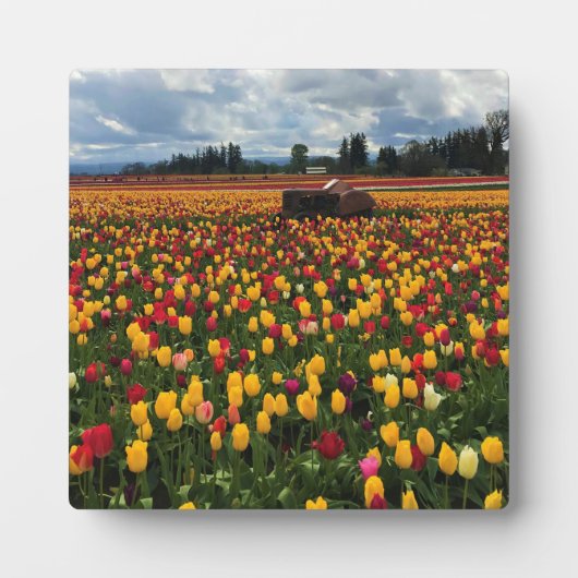 Tulip Field with Old Traktor, Oregon Fotoplatte (Vorderseite)