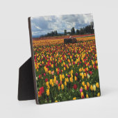 Tulip Field with Old Traktor, Oregon Fotoplatte (Vorderseite)