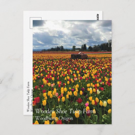 Tulip Field with Old Traktor, Oregon Postcard Postkarte (Vorne/Hinten)