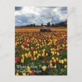 Tulip Field with Old Traktor, Oregon Postcard Postkarte (Vorderseite)