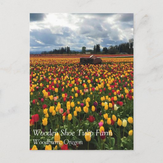 Tulip Field with Old Traktor, Oregon Postcard Postkarte (Vorderseite)
