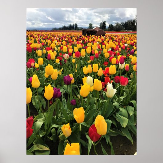 Tulip Field with Old Traktor, Oregon Poster (Vorne)