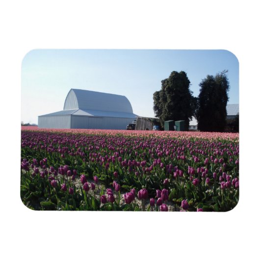 Tulip Fields Akrylic Print Magnet (Horizontal)