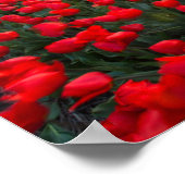 Tulip Fields bei Sunset in den Niederlanden Poster (Ecke)