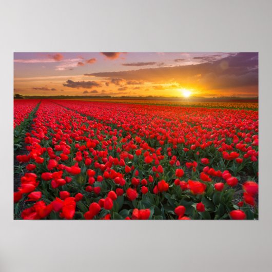 Tulip Fields bei Sunset in den Niederlanden Poster (Vorne)