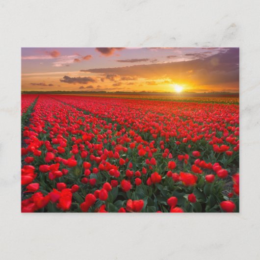 Tulip Fields bei Sunset in den Niederlanden Postkarte (Vorderseite)