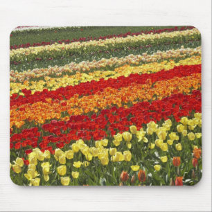 Tulip Fields, in der Nähe von Tapanui, West Otago, Mousepad