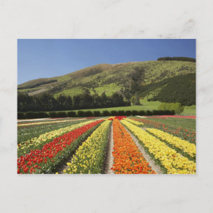 Tulip Fields, nähe Tapanui, West Otago, Süd 2 Postkarte