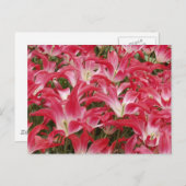 Tulip Fotos Postkarte (Vorne/Hinten)