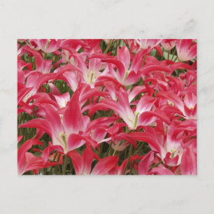 Tulip Fotos Postkarte