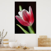 Tulip Friedlich Poster (Küche)