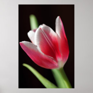 Tulip Friedlich Poster