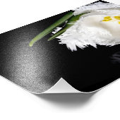 Tulip für Fotografie (Ecke)