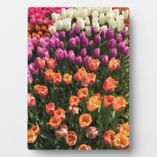 Tulip Garden Bed. Oregon Fotoplatte