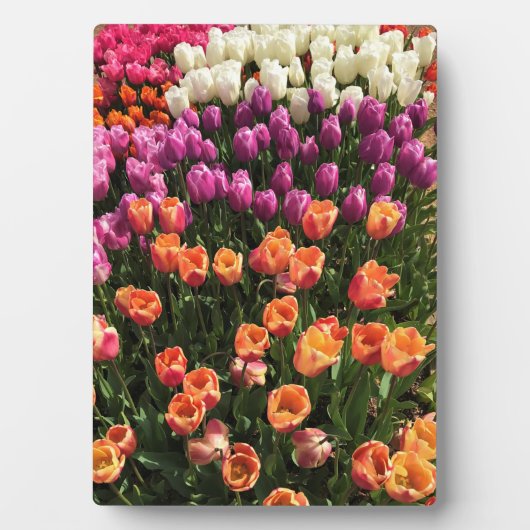 Tulip Garden Bed. Oregon Fotoplatte (Vorderseite)