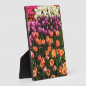 Tulip Garden Bed. Oregon Fotoplatte (Seite)