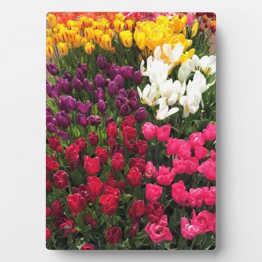 Tulip Garden Bed. Oregon Fotoplatte (Vorderseite)