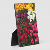 Tulip Garden Bed. Oregon Fotoplatte (Seite)