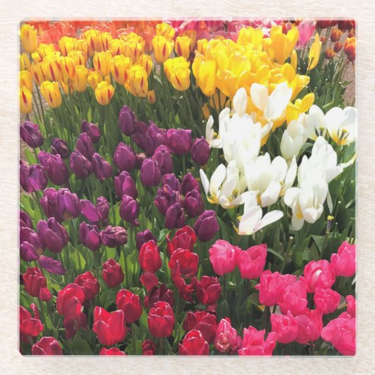 Tulip Garden Bed. Oregon Glasuntersetzer (Vorderseite)