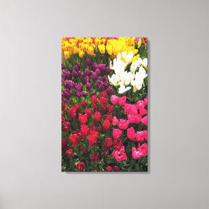 Tulip Garden Bed. Oregon Leinwanddruck