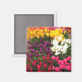 Tulip Garden Bed. Oregon Magnet (Vorderseite/Rückseite)
