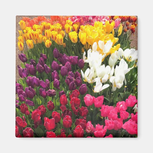 Tulip Garden Bed. Oregon Magnet (Vorne)