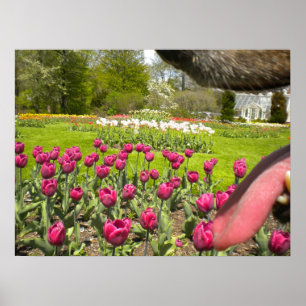 Tulip Garden durch das Mundposter des Hundes Poster