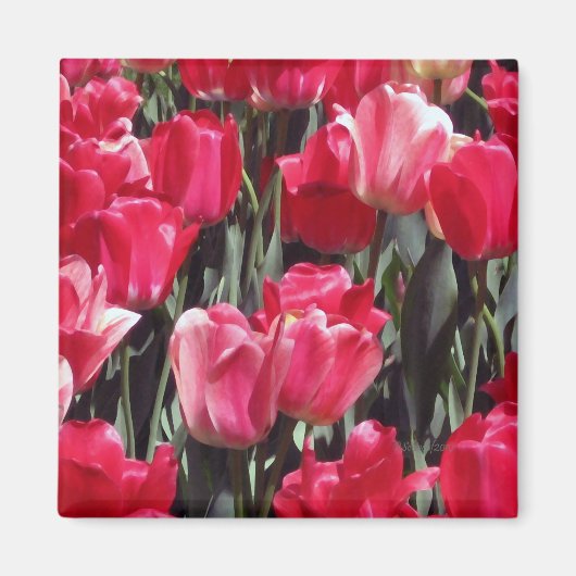Tulip Garden Magnet (Vorne)