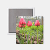 Tulip Garden Magnet (Vorderseite/Rückseite)