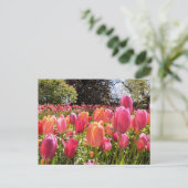 Tulip Garden Post Cards Postkarte (Stehend Vorderseite)