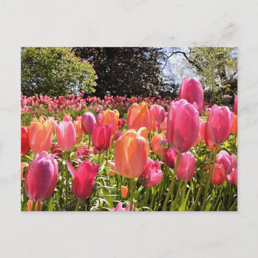 Tulip Garden Post Cards Postkarte (Vorderseite)
