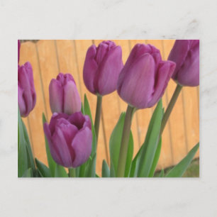 Tulip Garden Postcard Postkarte