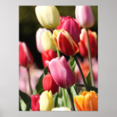 Tulip Garden Poster (Vorne)