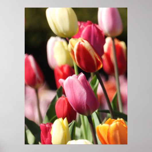 Tulip Garden Poster (Vorne)